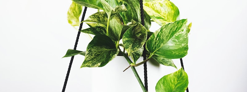 阿森纳对阵切尔西的足球比赛直播画面高清图片